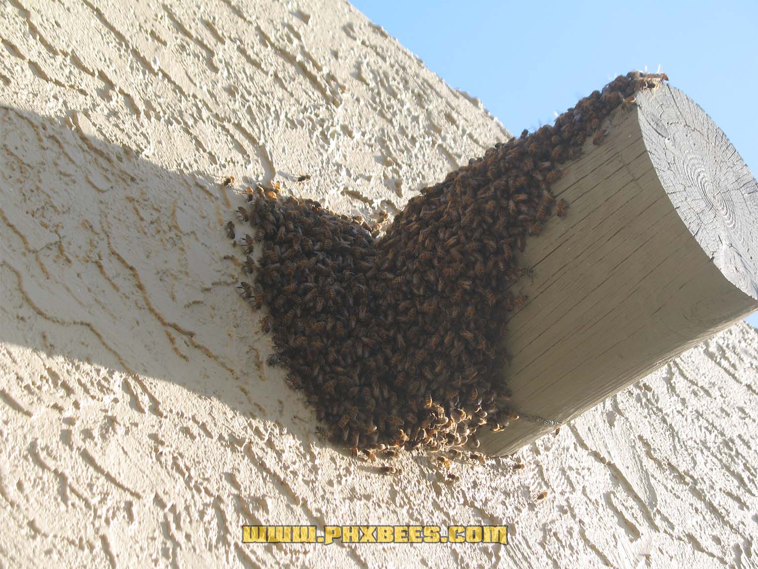 viga log bees Bees on a viga log moving in