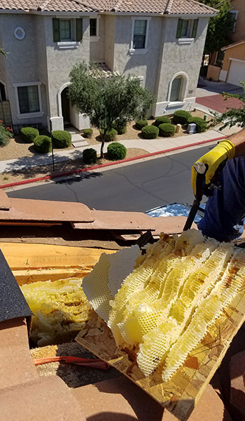 Honeycomb ready to be removed from inside of a roof Honeycomb being removed from inside of a roof