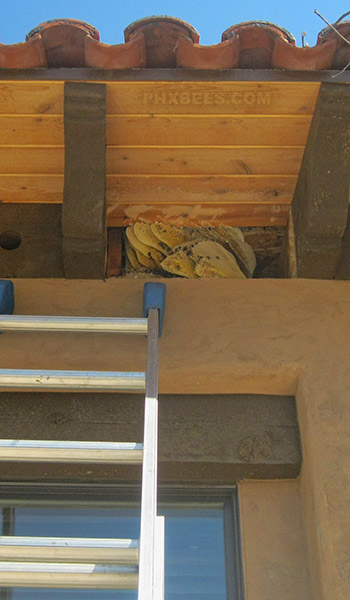 Honeycomb removal from the eave of a home