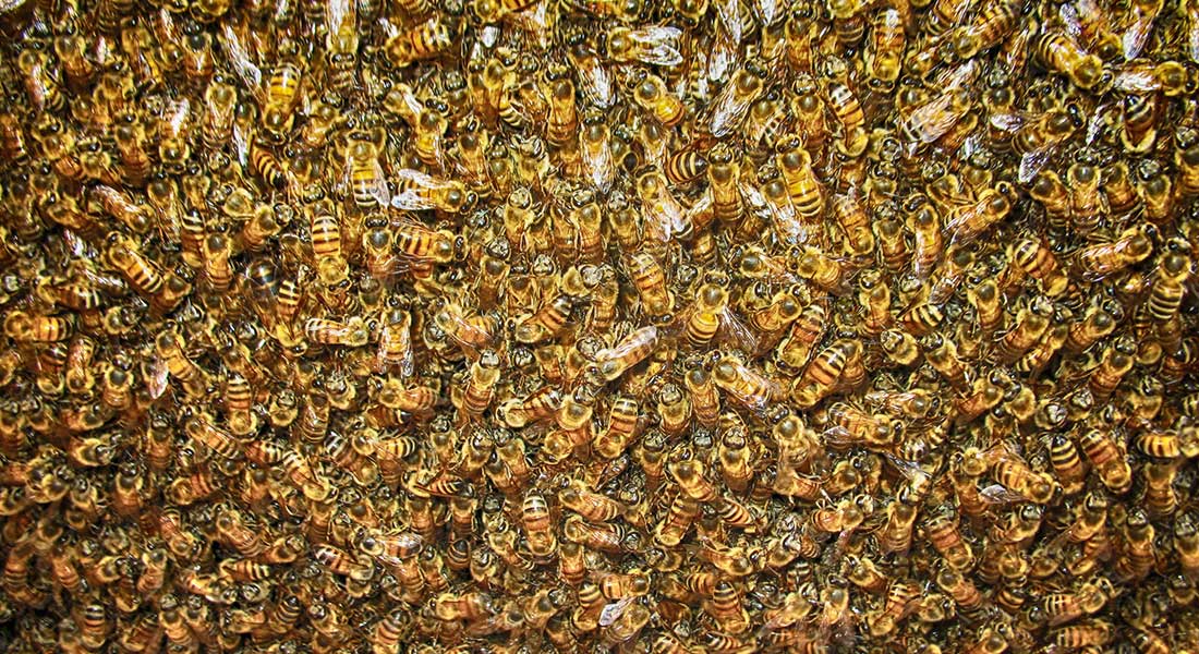 Africanized Honey Bees