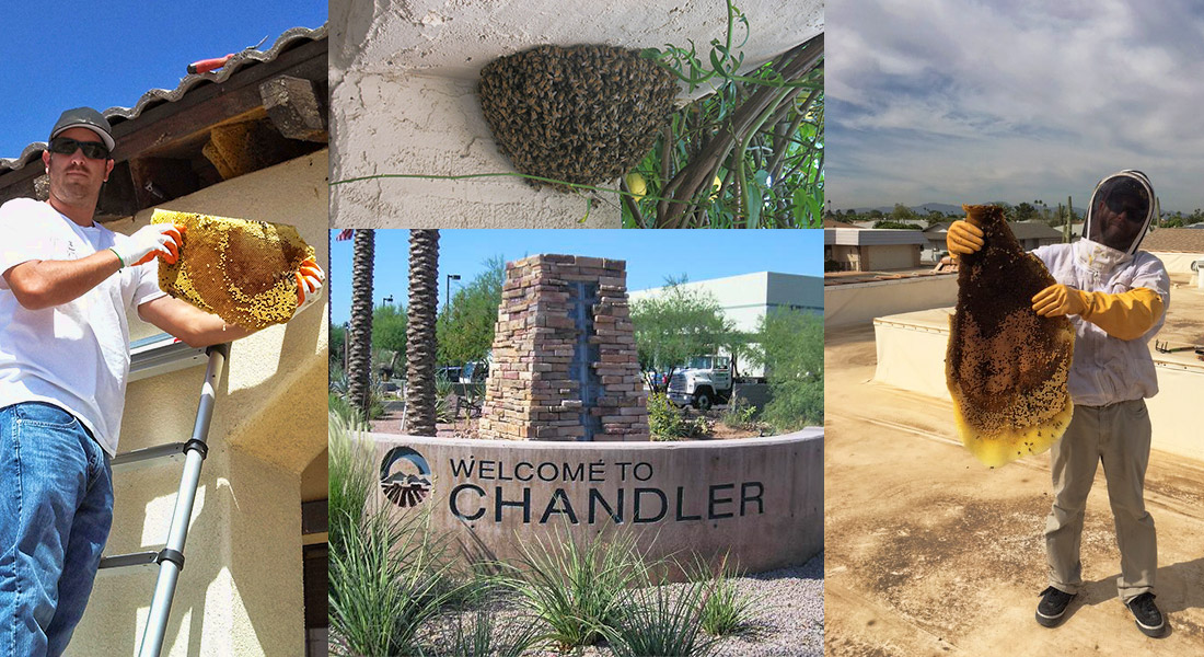 Bee Removal Chandler Arizona phxbees.com Bee Removal Chandler Arizona phxbees.com