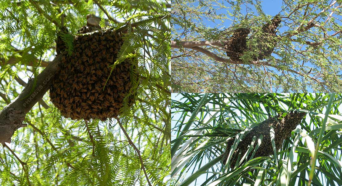 Honey Bee Swarm Removal Service Honey Bee Swarm Removal Service
