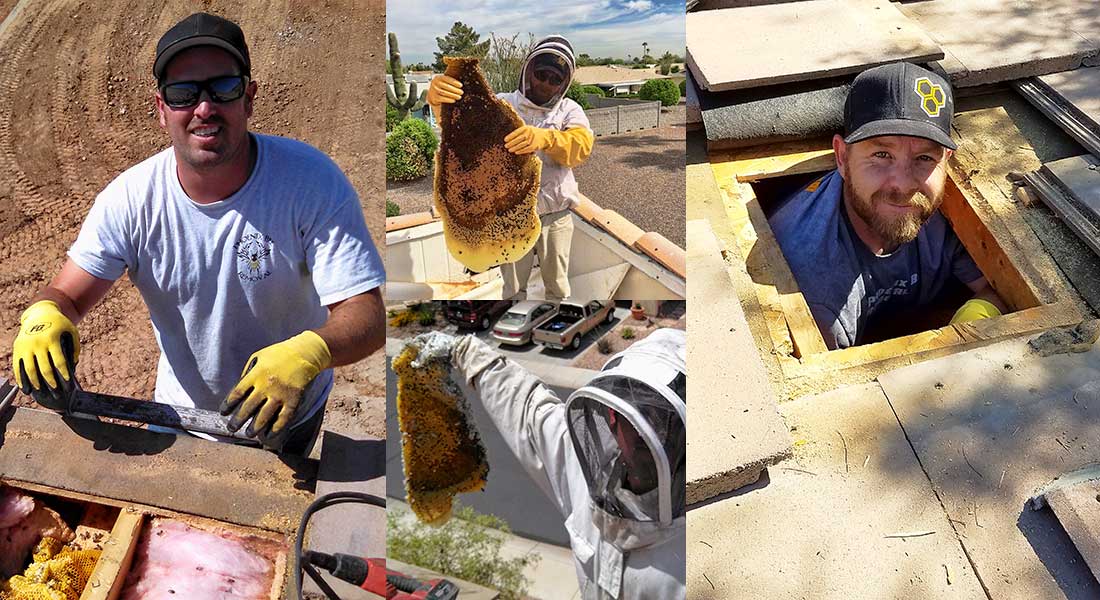Bee Removal Gilbert AZ Bee Removal Gilbert AZ