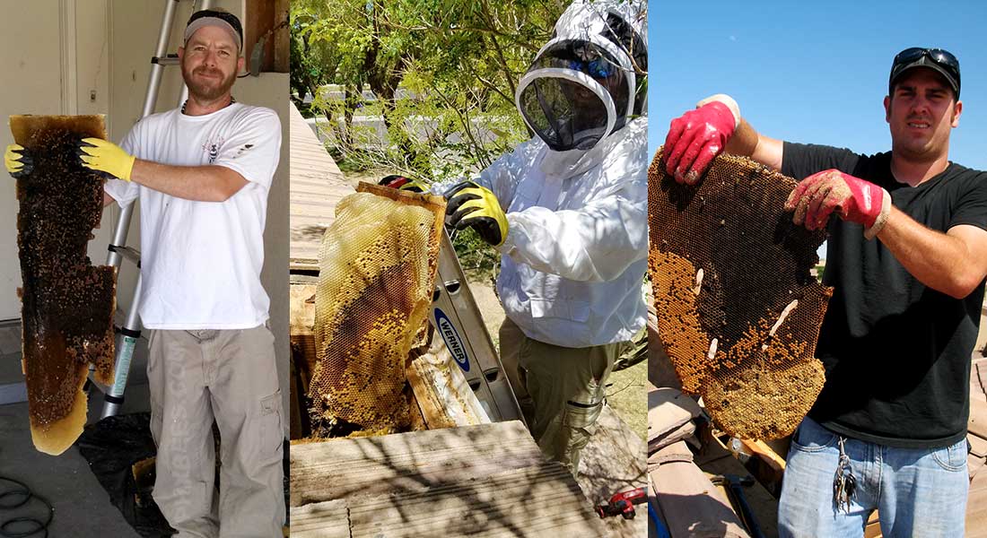 Bee Removal Sun City West Bee Removal Sun City West