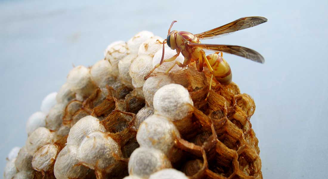 Wasp Extermination Service Wasp Extermination Service