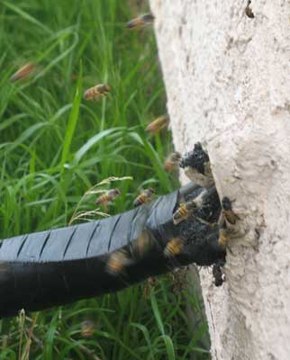 Bees in AC conduit Bee entering AC conduit