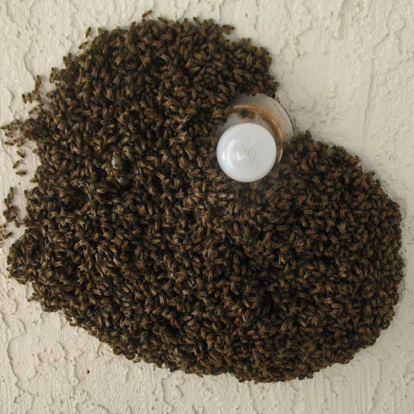 Bee Swarm on a Light Fixture Bee Swarm on a Light Fixture