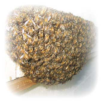 Africanized Honey Bees Africanized Honey Bee Swarm On A Window Ledge