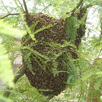 Swarm in a tree Swarm in a little tree resting up