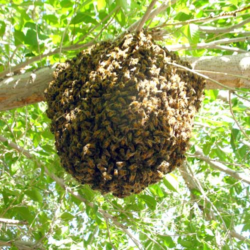 Bee swarm hanging from a tree Bee swarm hanging from a tree